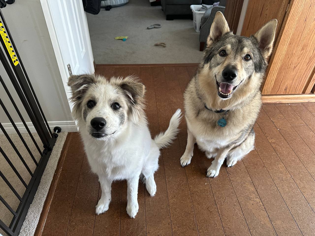 Milo and Bella, the two family dogs